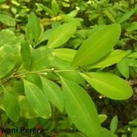 Erythroxylum novogranatense (D.Morris) Hieron.